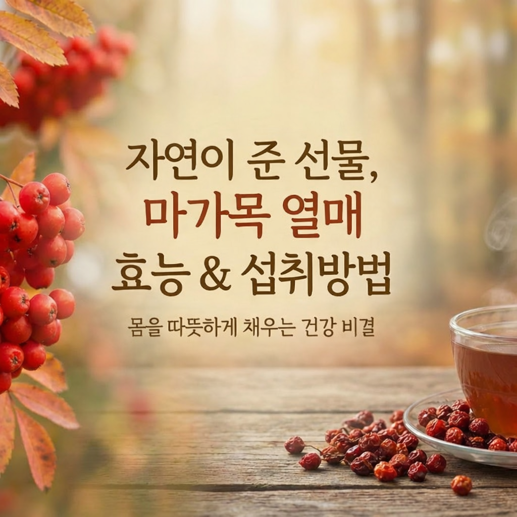 마가목 열매 효능 및 섭취방법 완전 정리｜부작용·먹는 법까지 한눈에